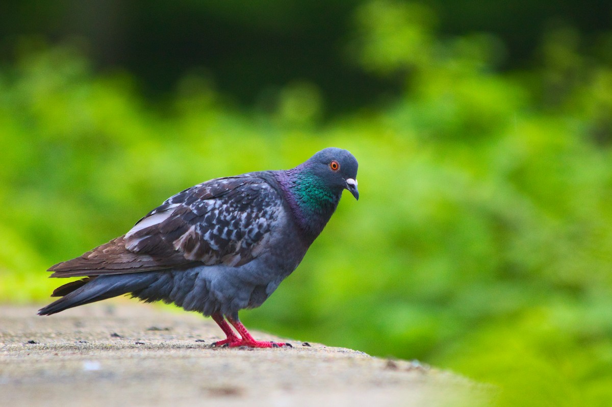 Rock Pigeon (Feral Pigeon) - ML637567211