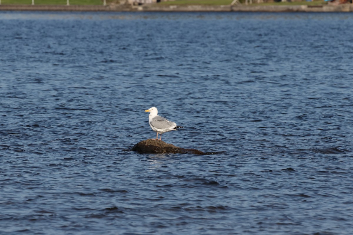 American Herring Gull - ML637567224
