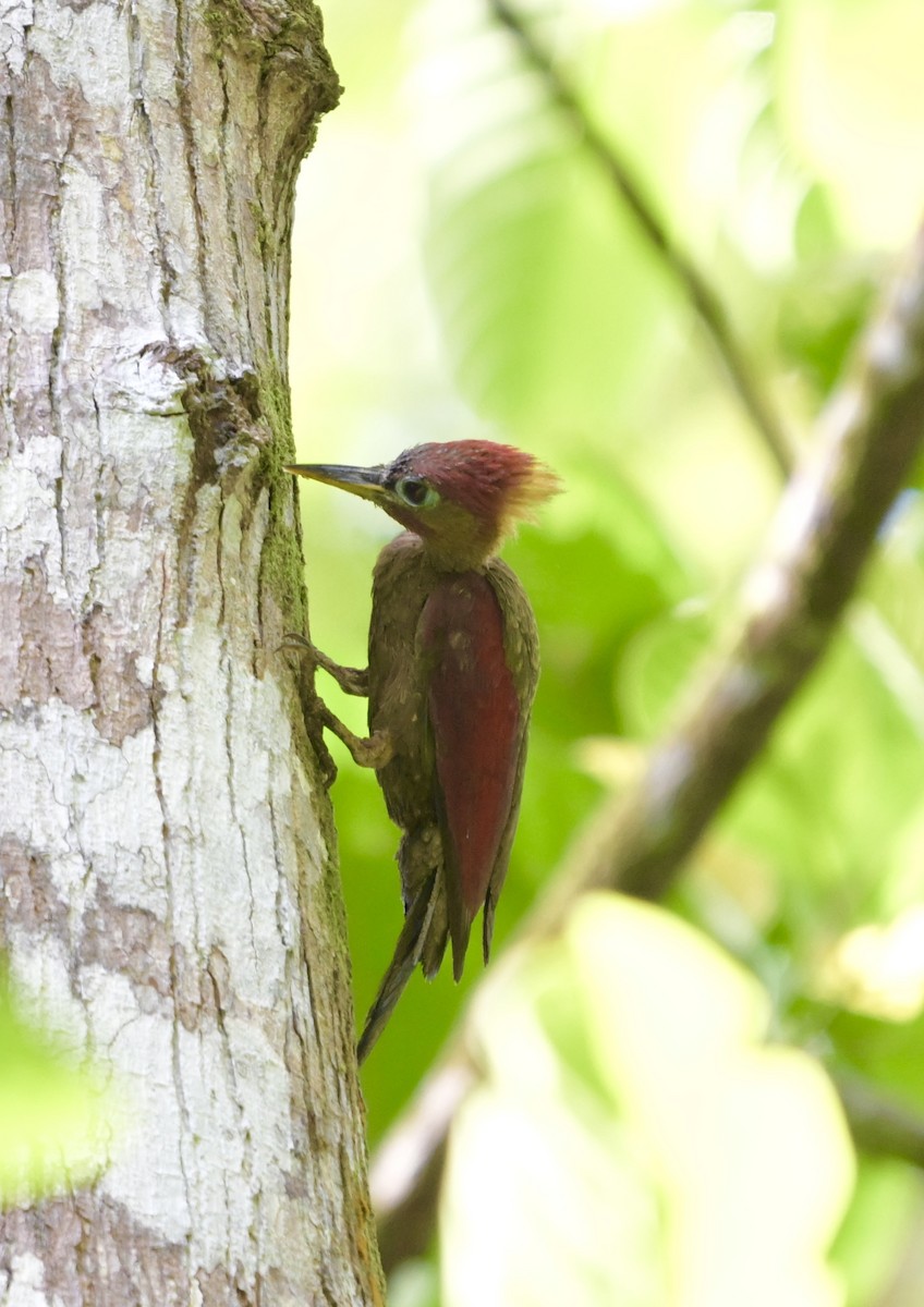 Crimson-winged Woodpecker - ML637567240