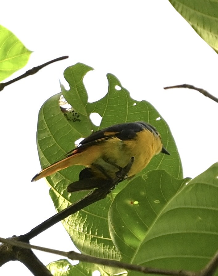 Fiery Minivet - ML637567268