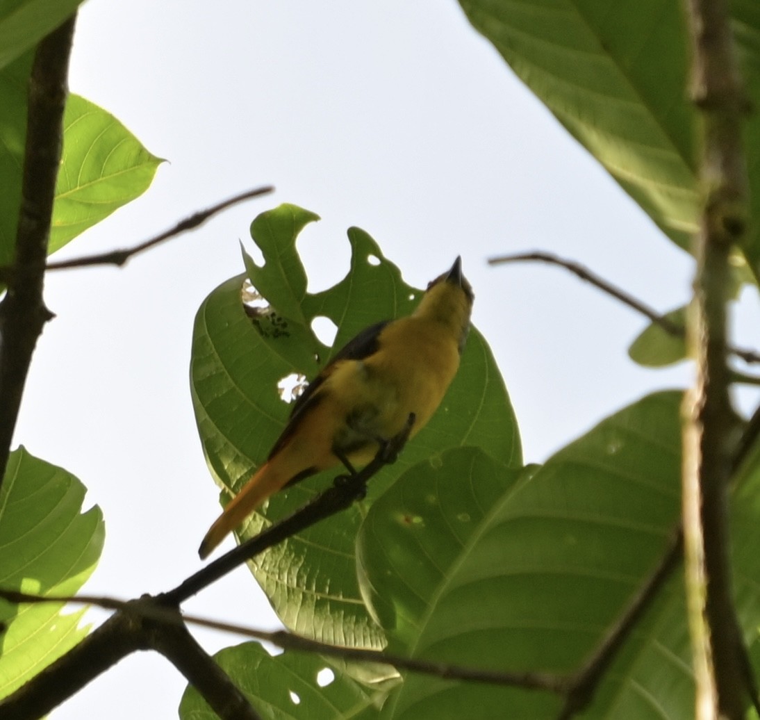 Fiery Minivet - ML637567270