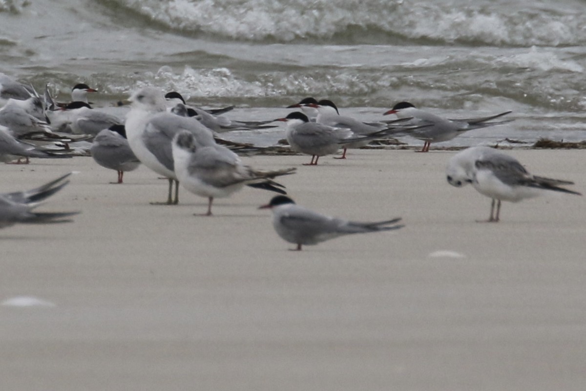 Arctic Tern - ML637567289