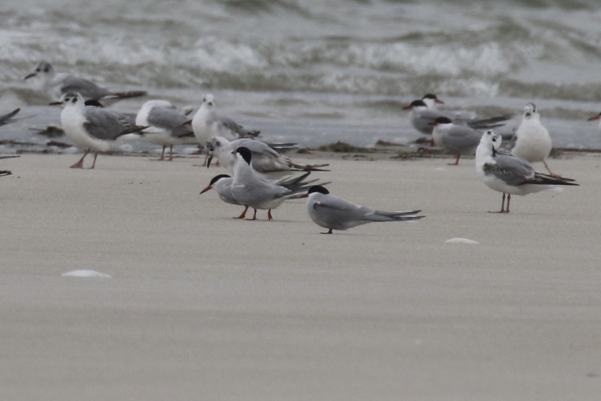 Arctic Tern - ML637567290