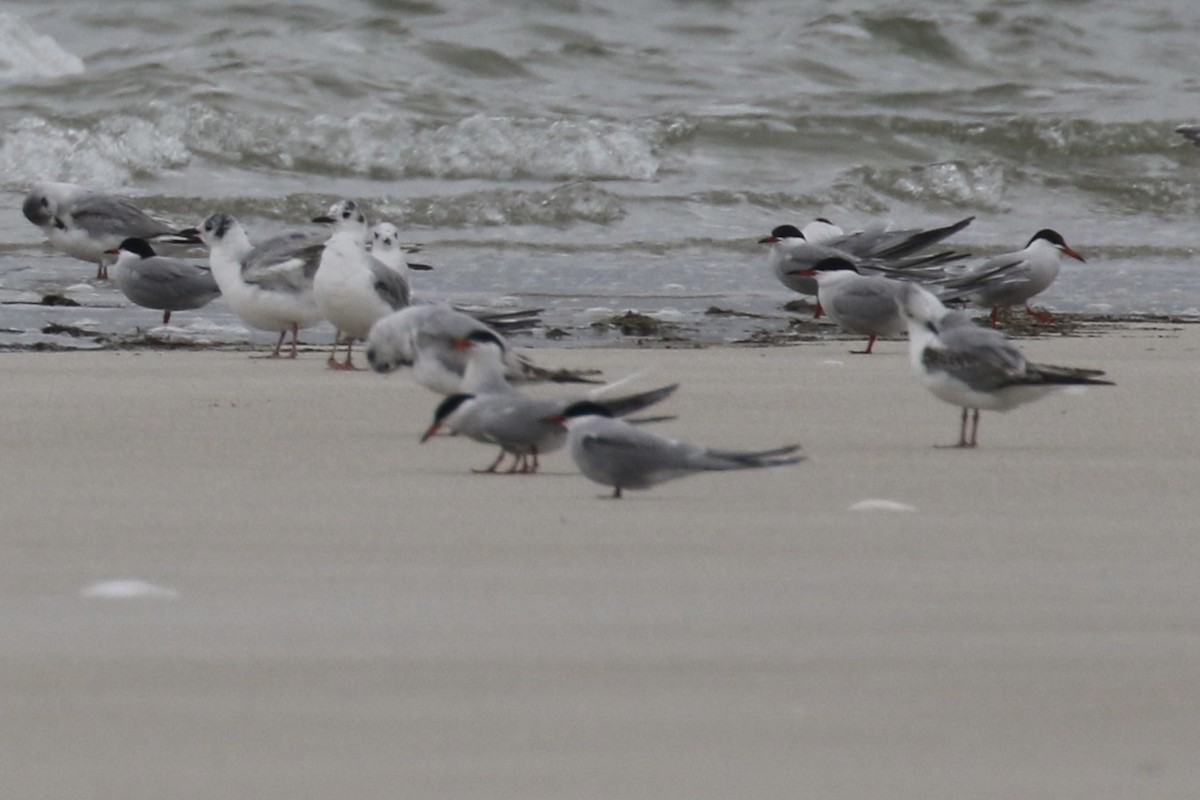 Arctic Tern - ML637567291