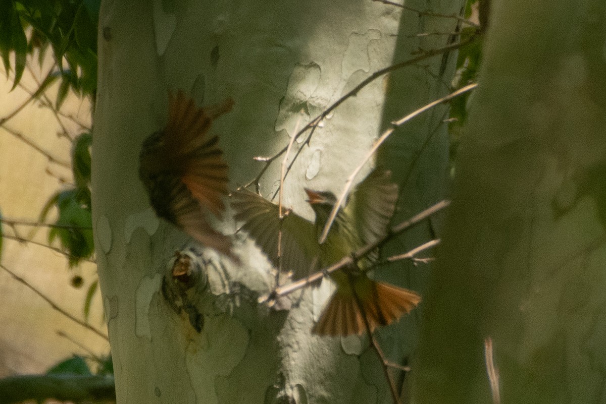 Sulphur-bellied Flycatcher - ML637567293