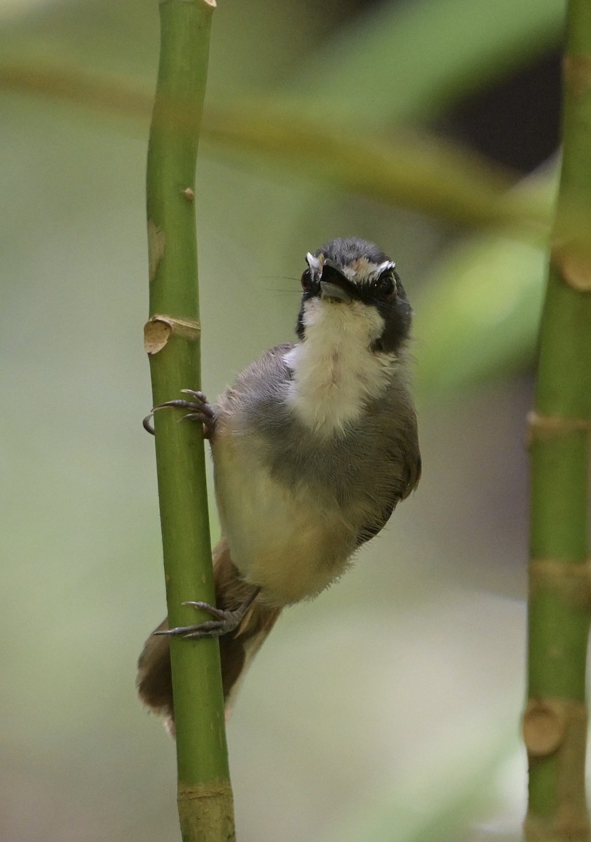 Gray-breasted Babbler - ML637567327