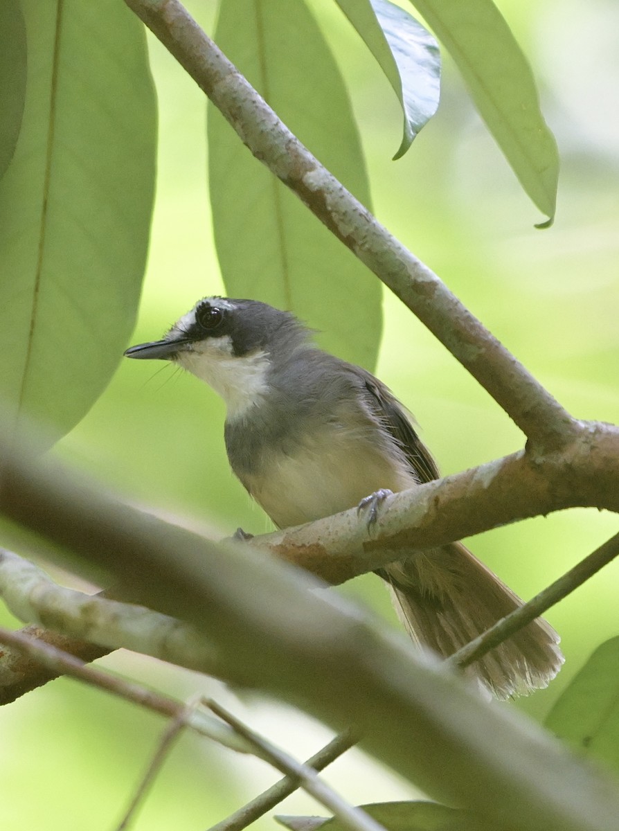 Gray-breasted Babbler - ML637567328