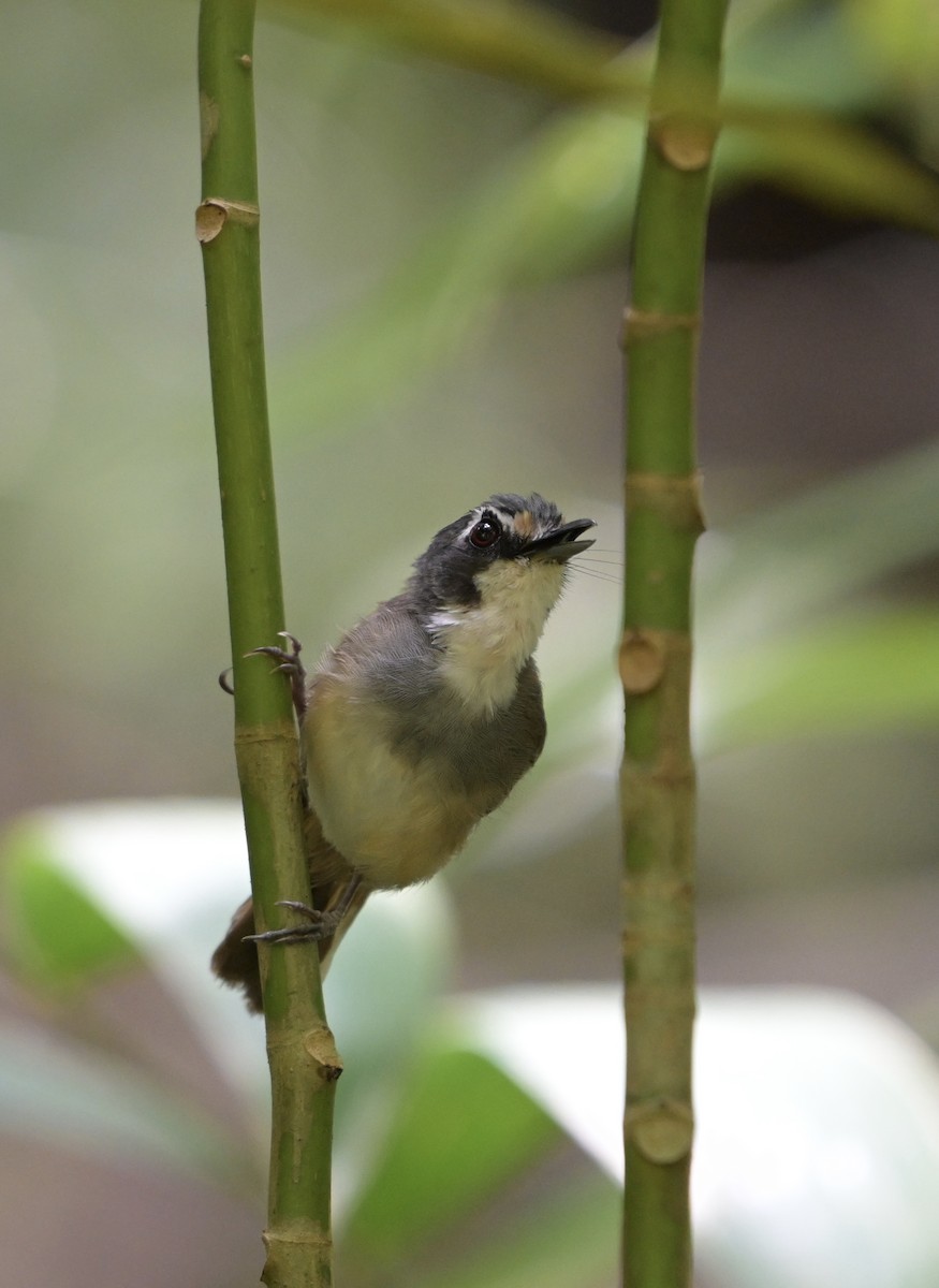 Gray-breasted Babbler - ML637567329