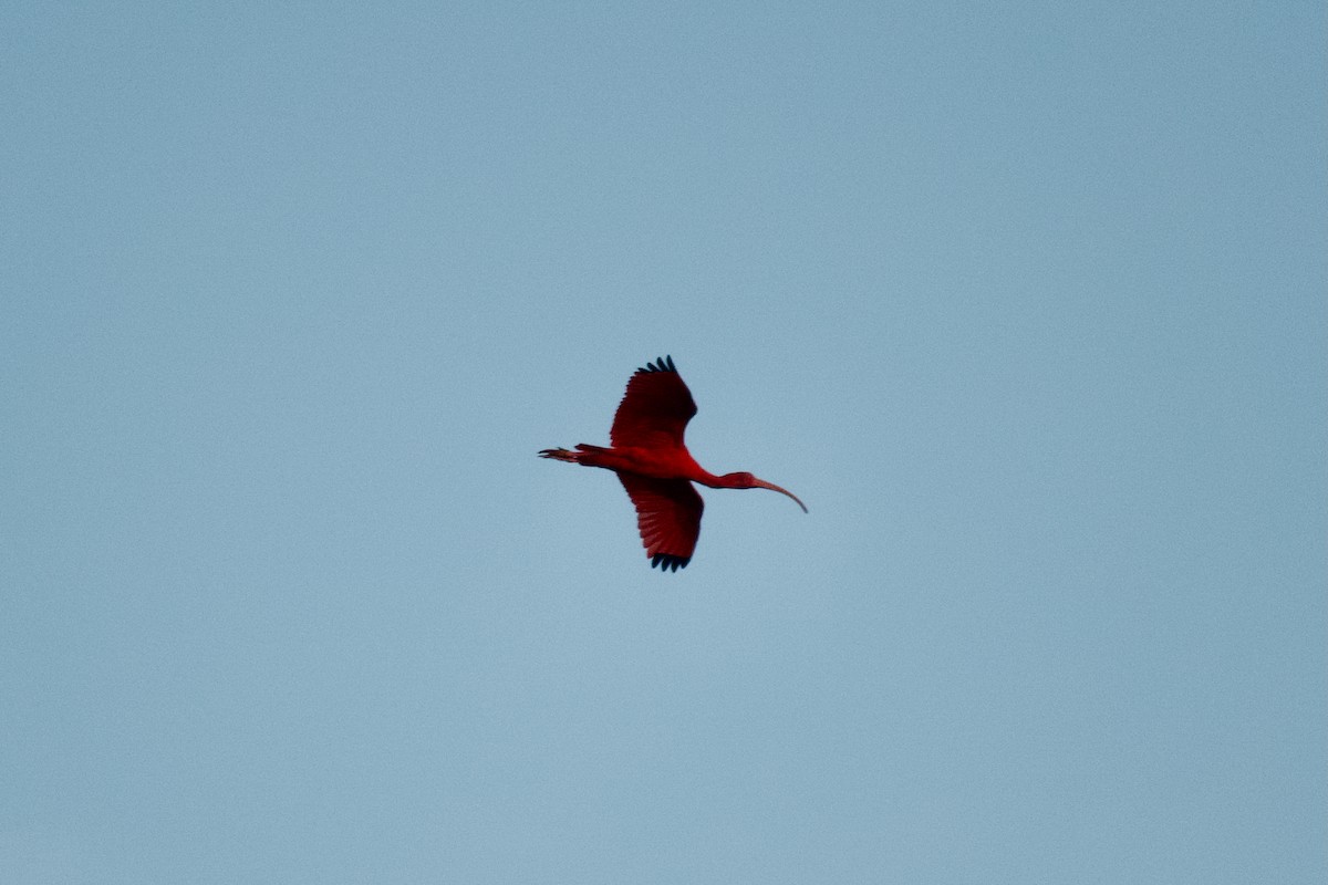 Ibis rouge - ML637567340