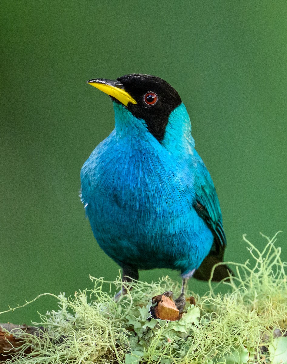 Green Honeycreeper - ML637567345
