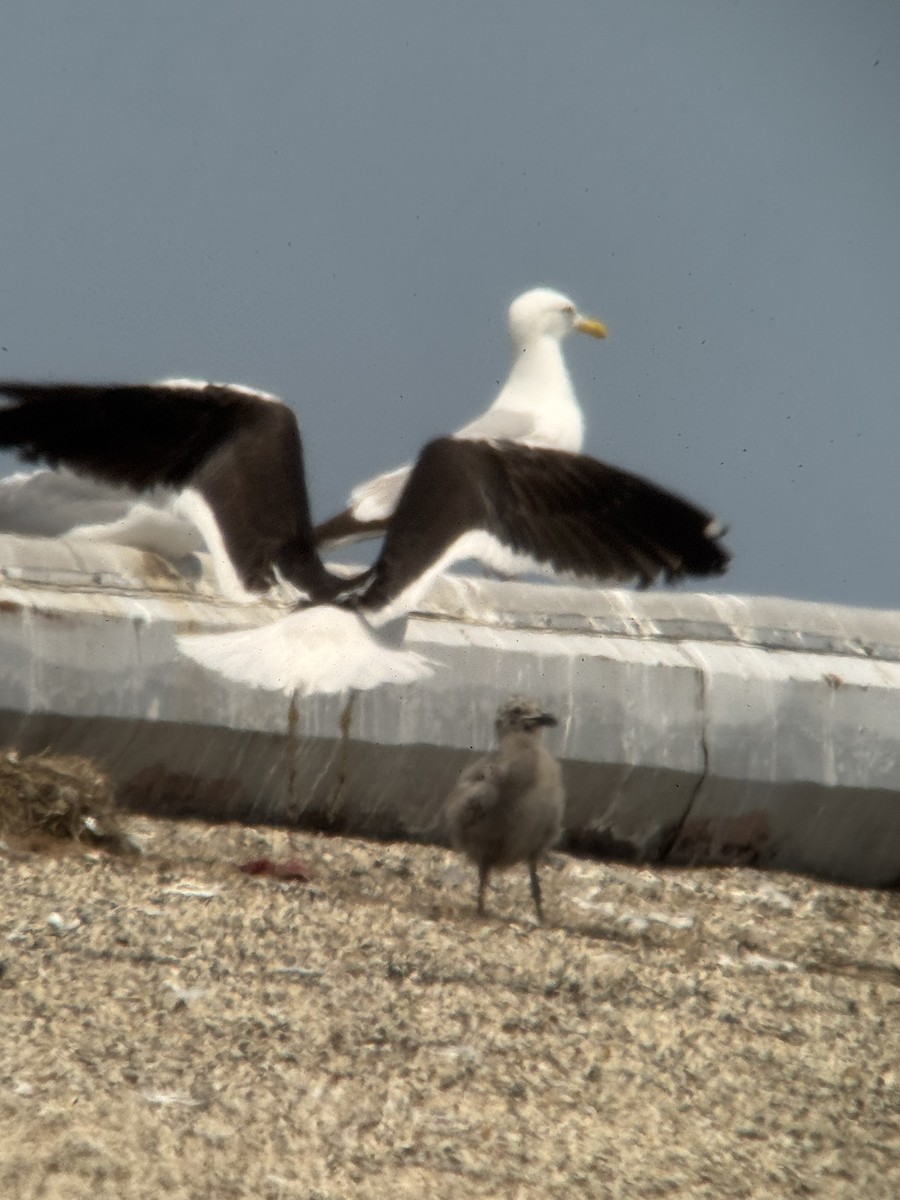 Kelp Gull - ML637567364