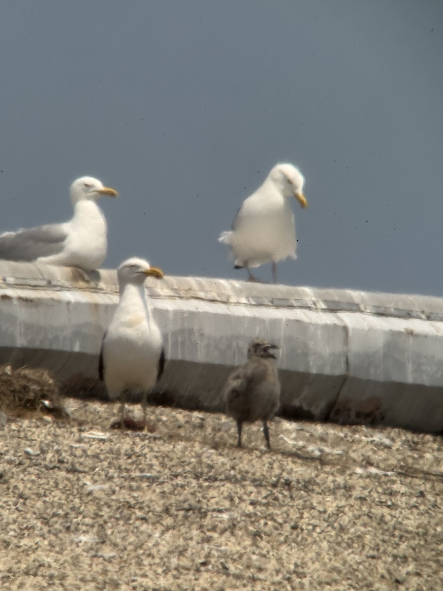 Kelp Gull - ML637567365