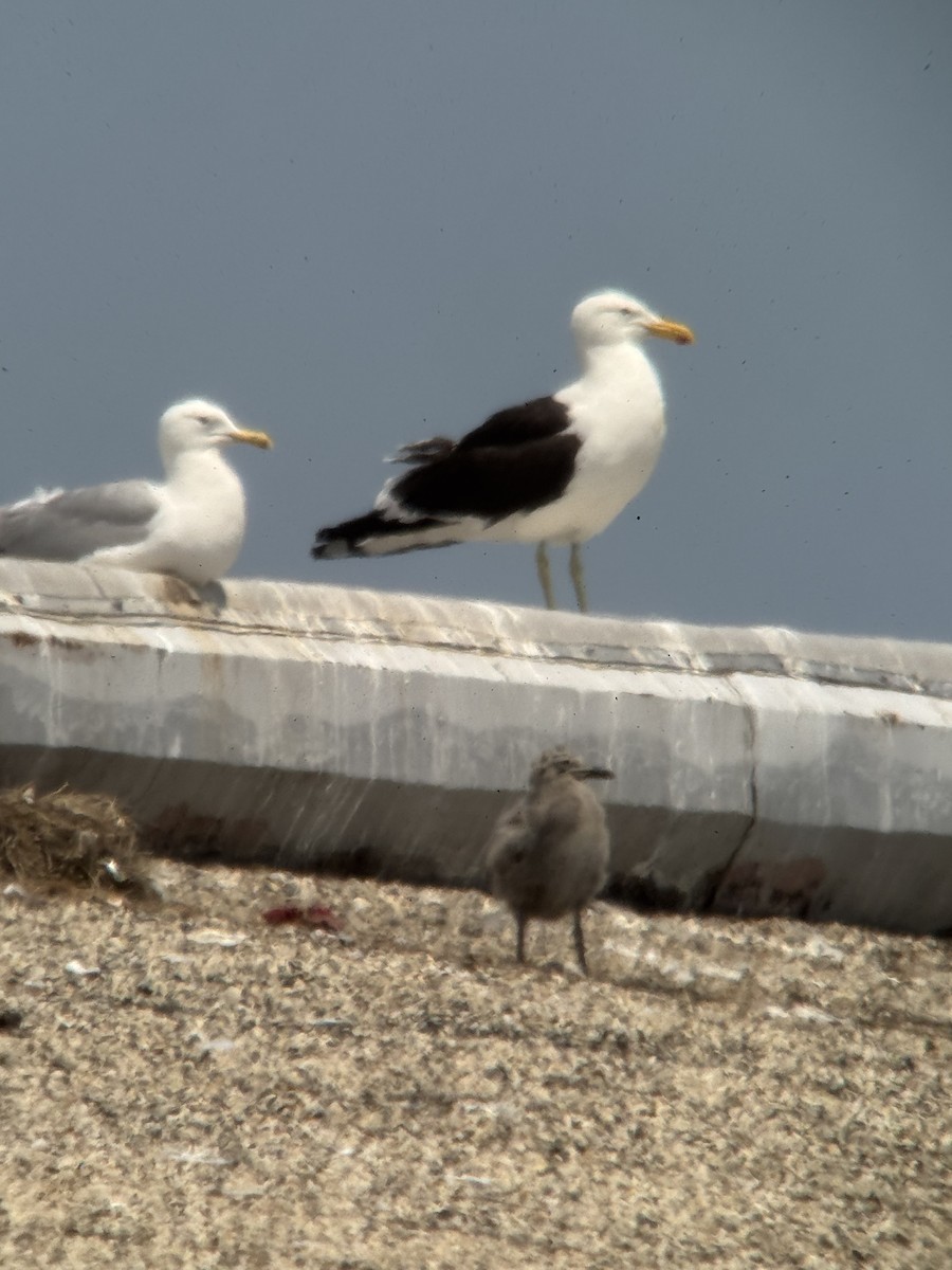 Kelp Gull - ML637567366