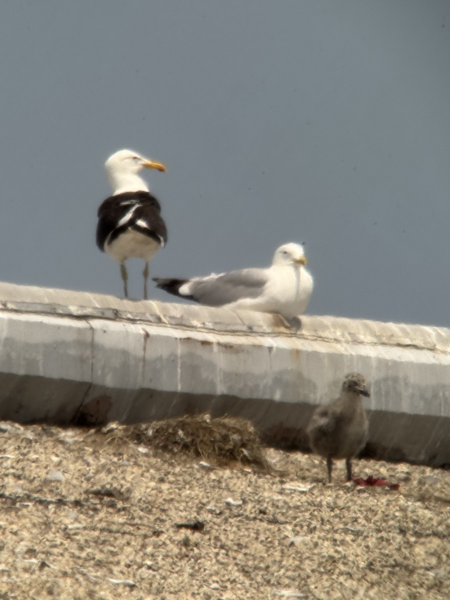 Kelp Gull - ML637567367
