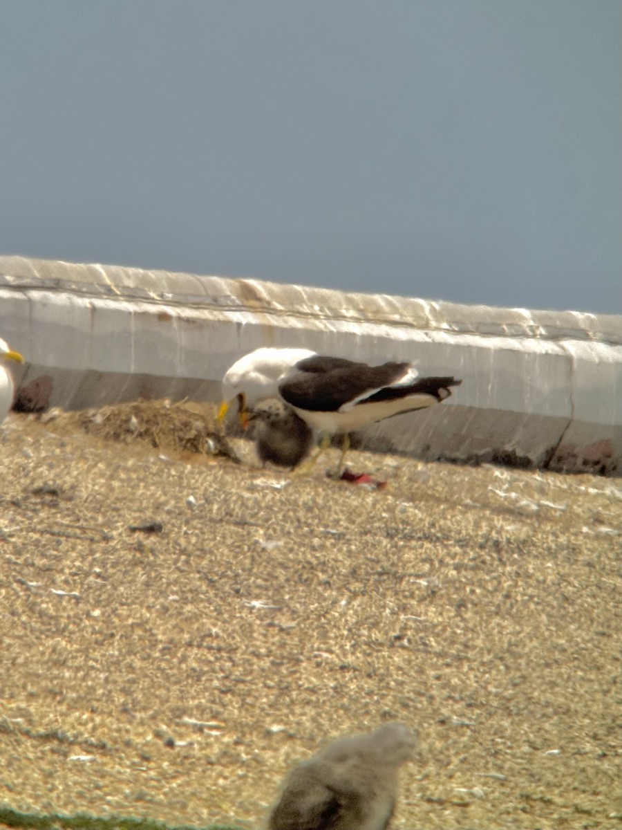 Kelp Gull - ML637567369