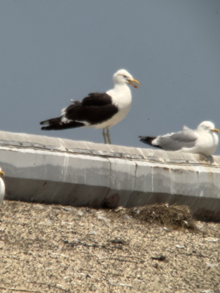 Kelp Gull - ML637567370