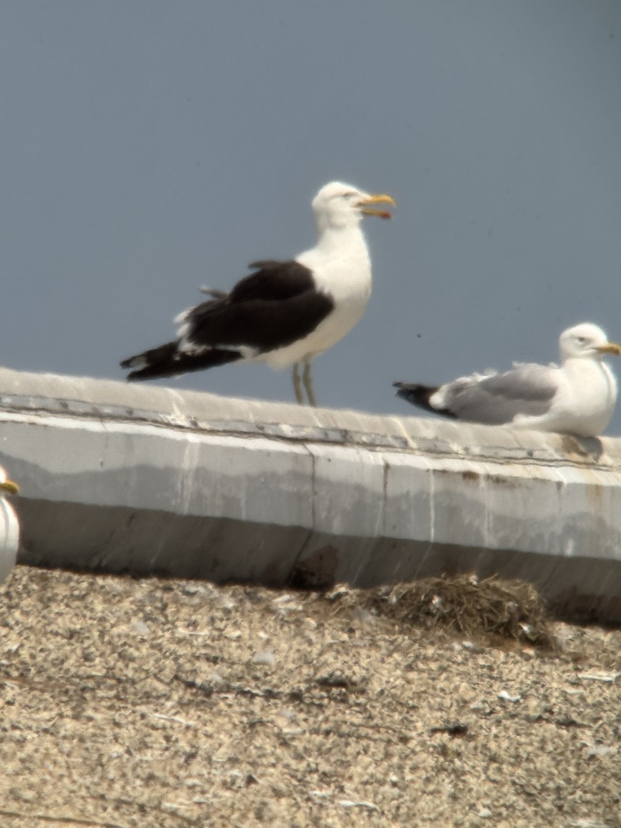Kelp Gull - ML637567371