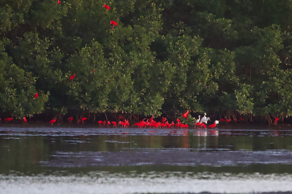 Ibis rouge - ML637567381