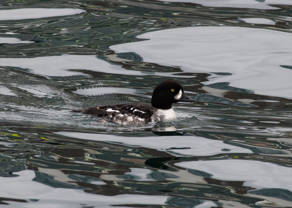 Barrow's Goldeneye - ML637567475
