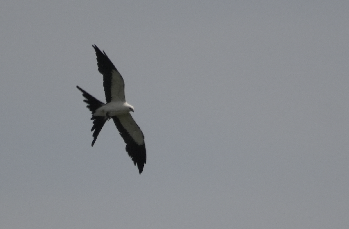 Swallow-tailed Kite - ML637567481