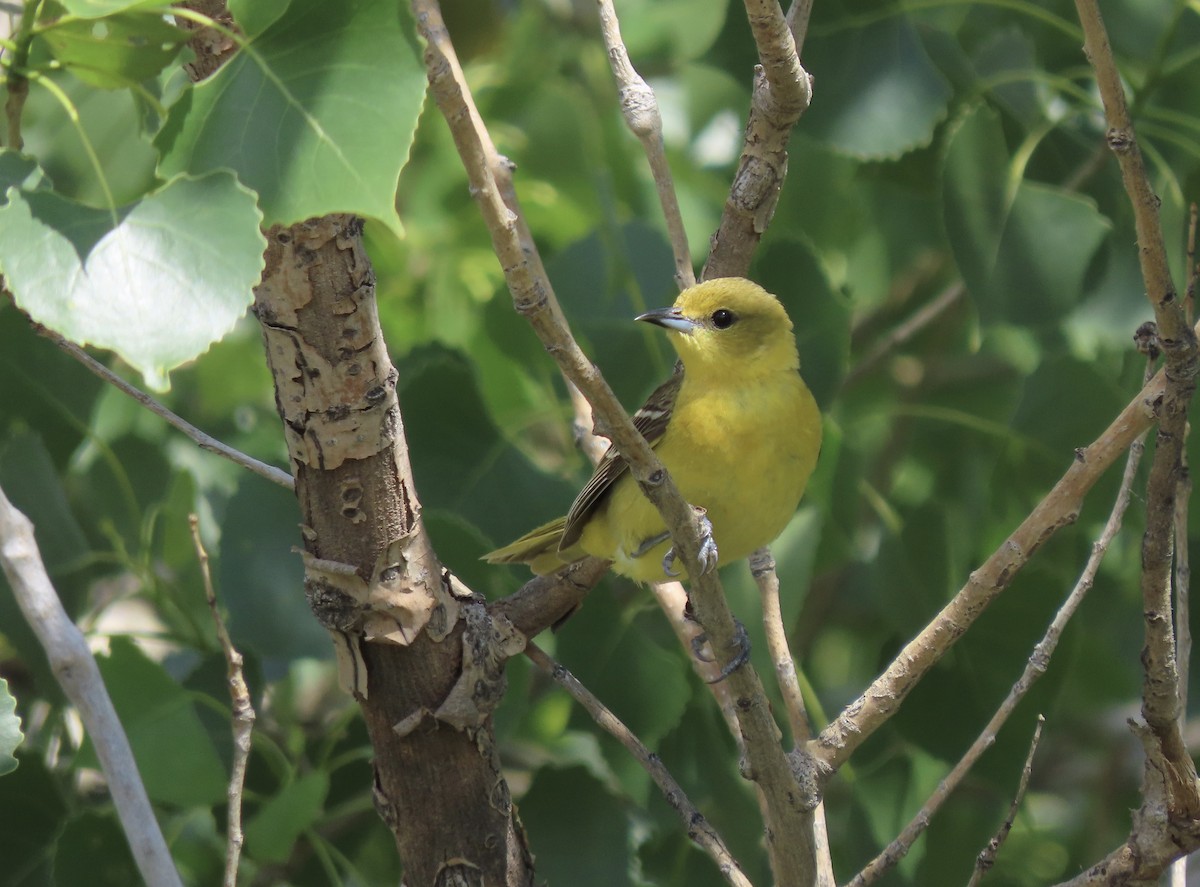Orchard Oriole - ML637567489