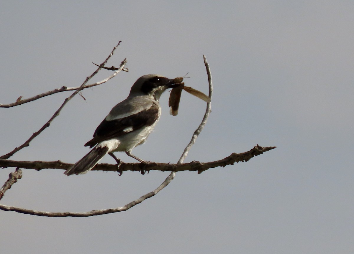 Loggerhead Shrike - ML637567527