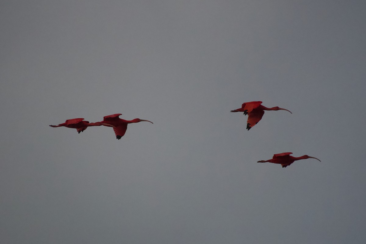 Ibis rouge - ML637567537