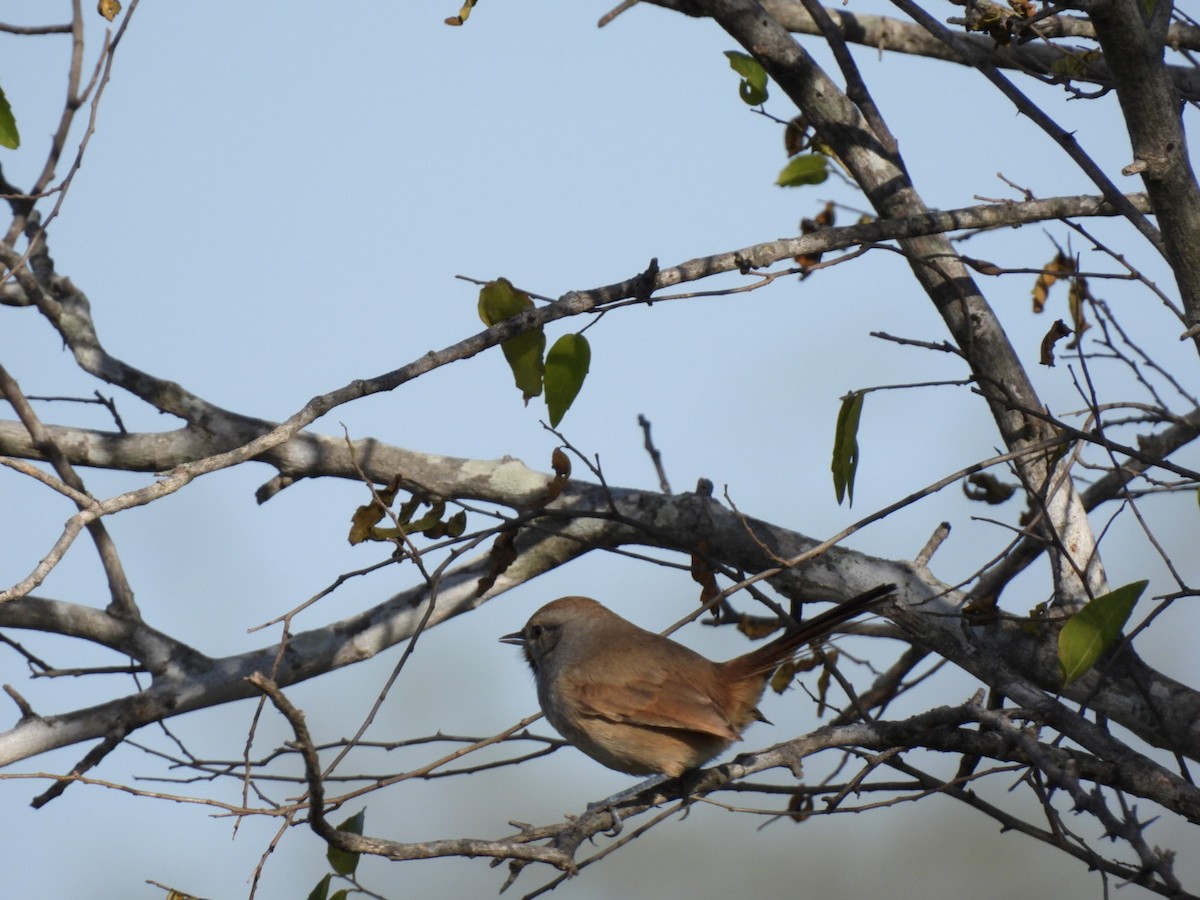 Short-billed Canastero - ML637567550