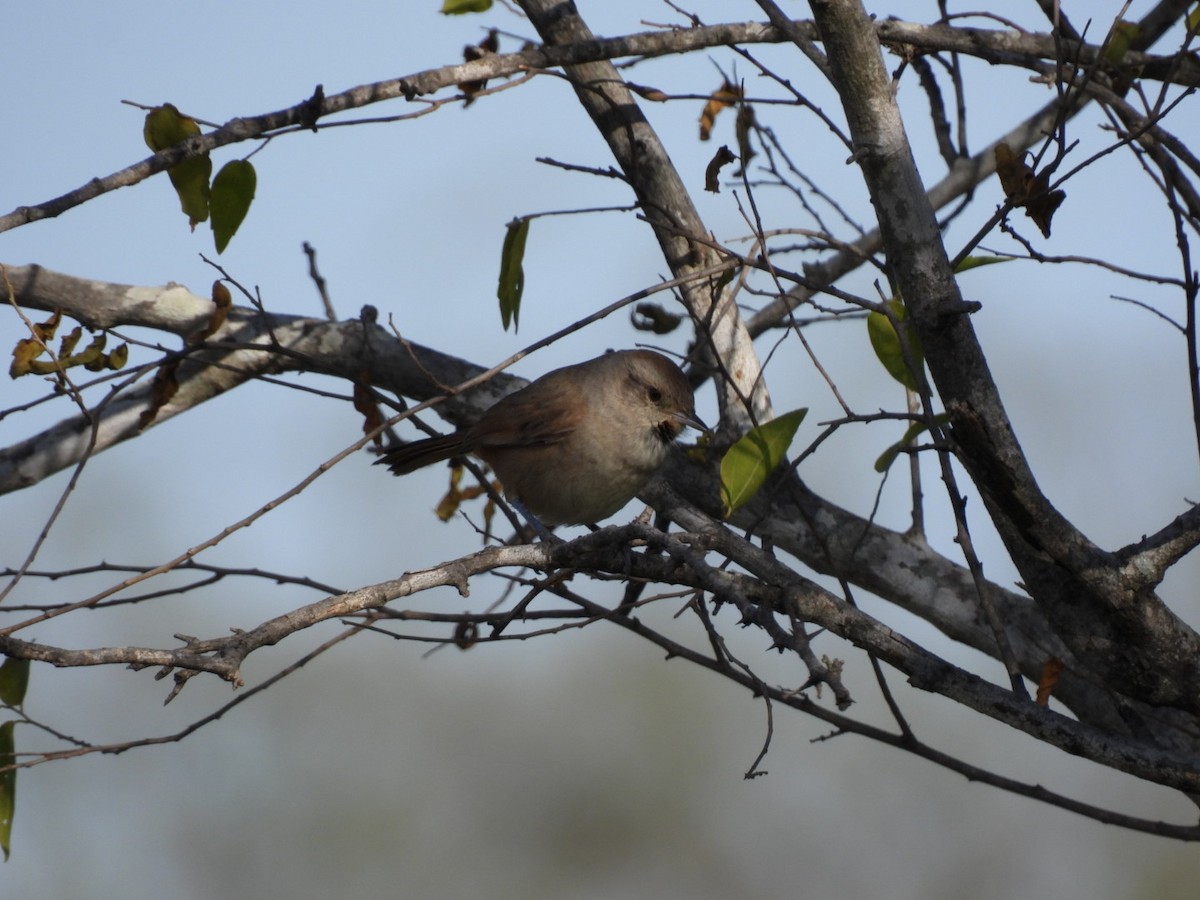 Short-billed Canastero - ML637567551