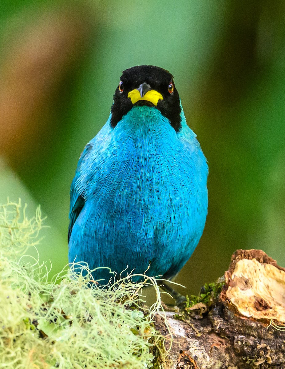 Green Honeycreeper - ML637567554