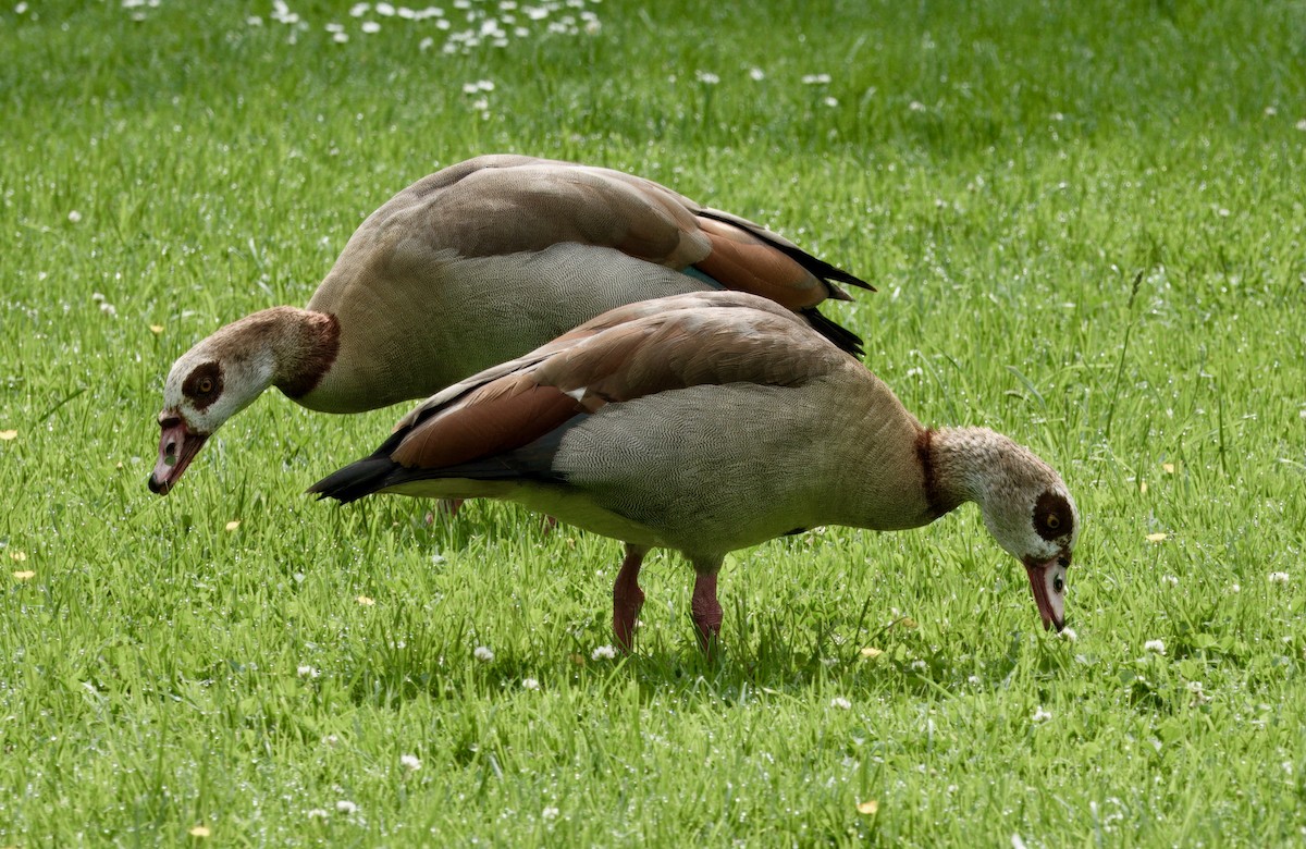 Egyptian Goose - ML637567562