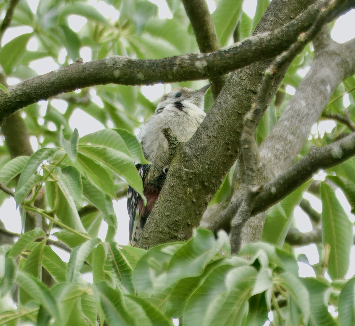Middle Spotted Woodpecker - ML637567574
