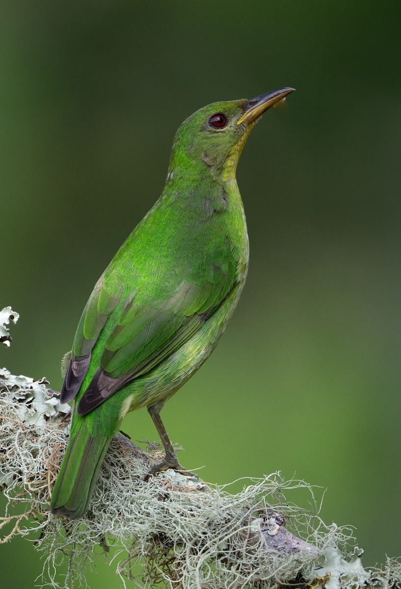 Green Honeycreeper - ML637567584