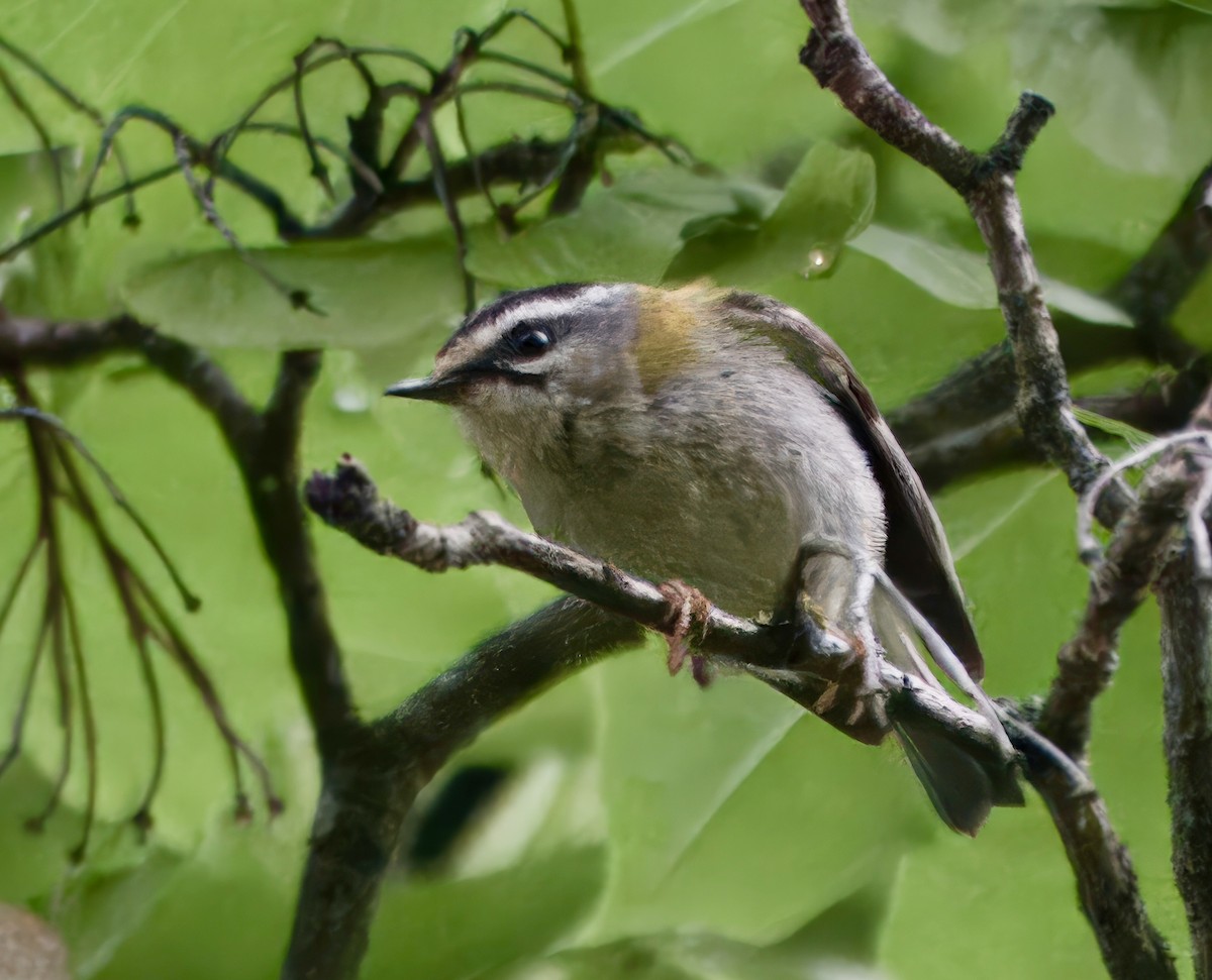 Common Firecrest - ML637567609
