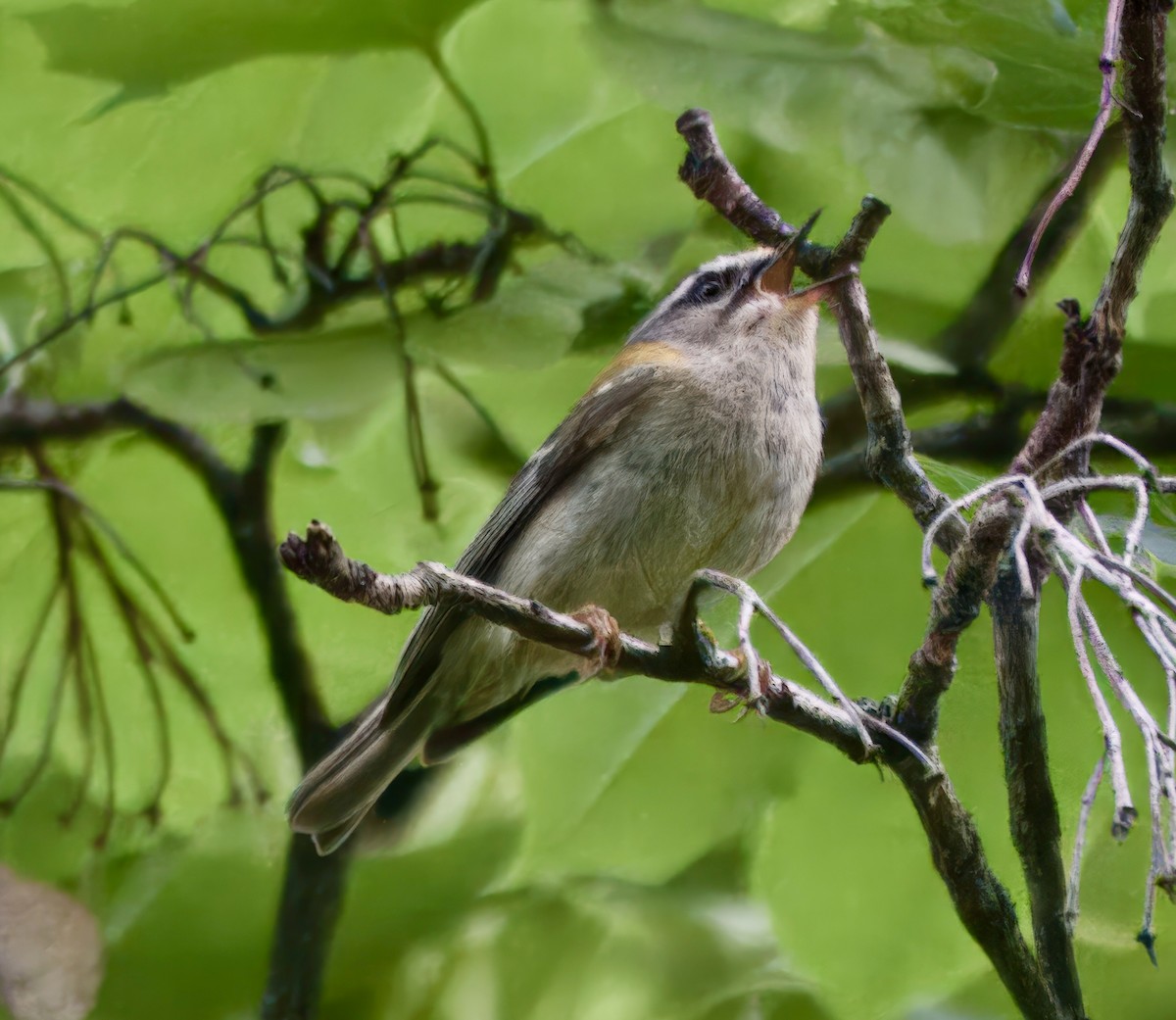 Common Firecrest - ML637567610