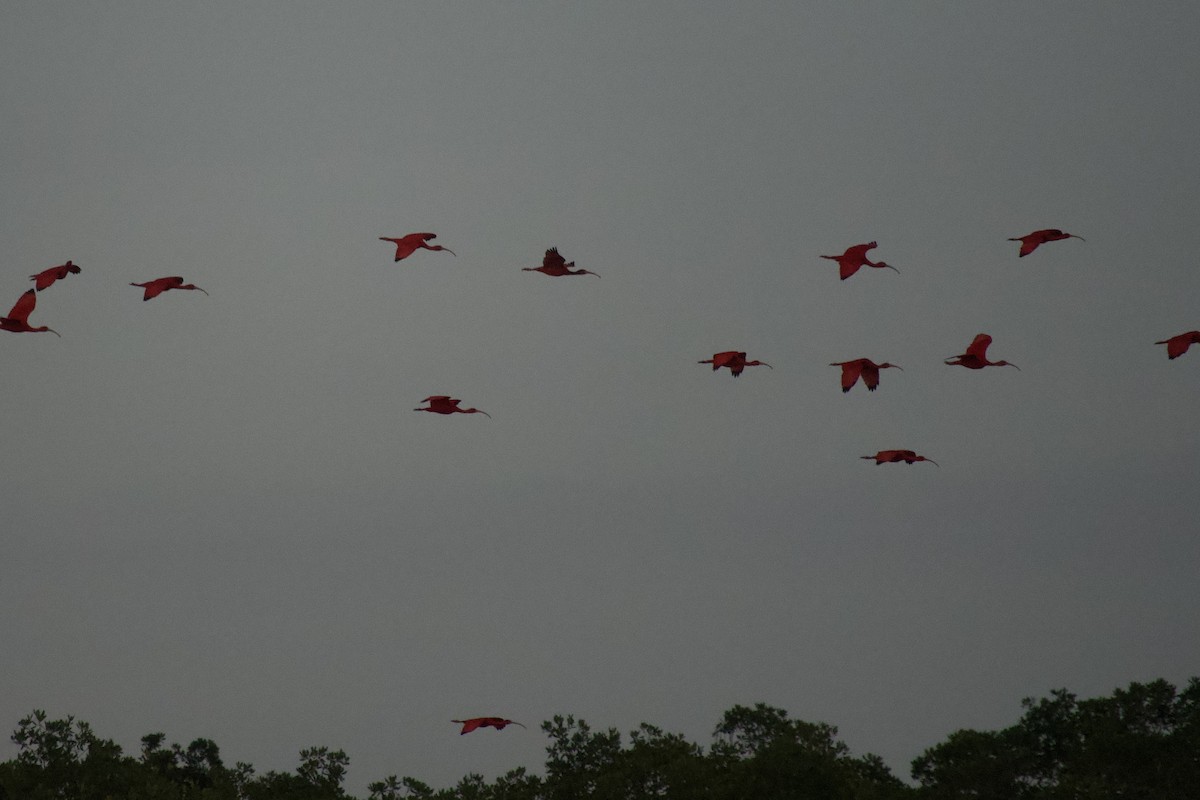 Ibis rouge - ML637567619