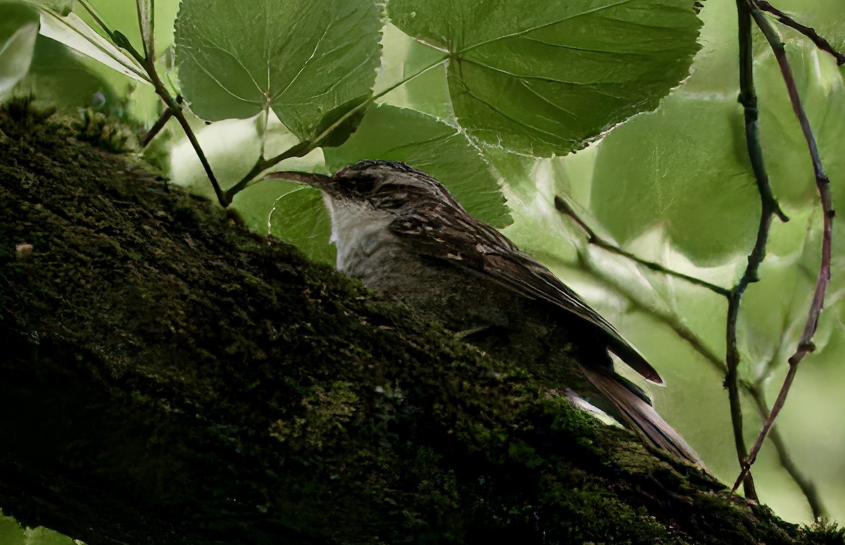 Short-toed Treecreeper - ML637567630