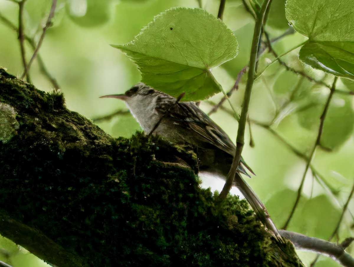 Short-toed Treecreeper - ML637567631