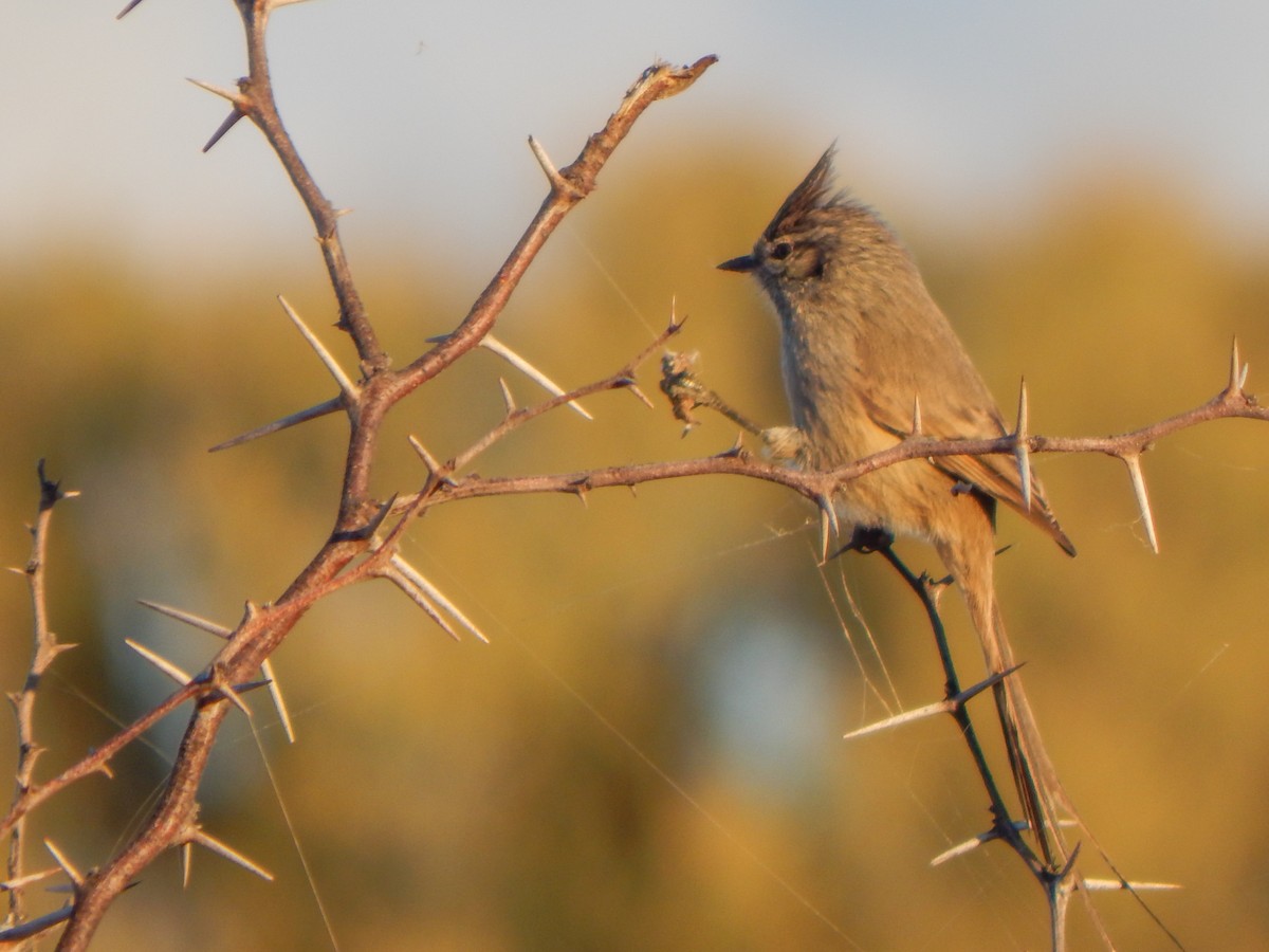 Tufted Tit-Spinetail - ML637567694
