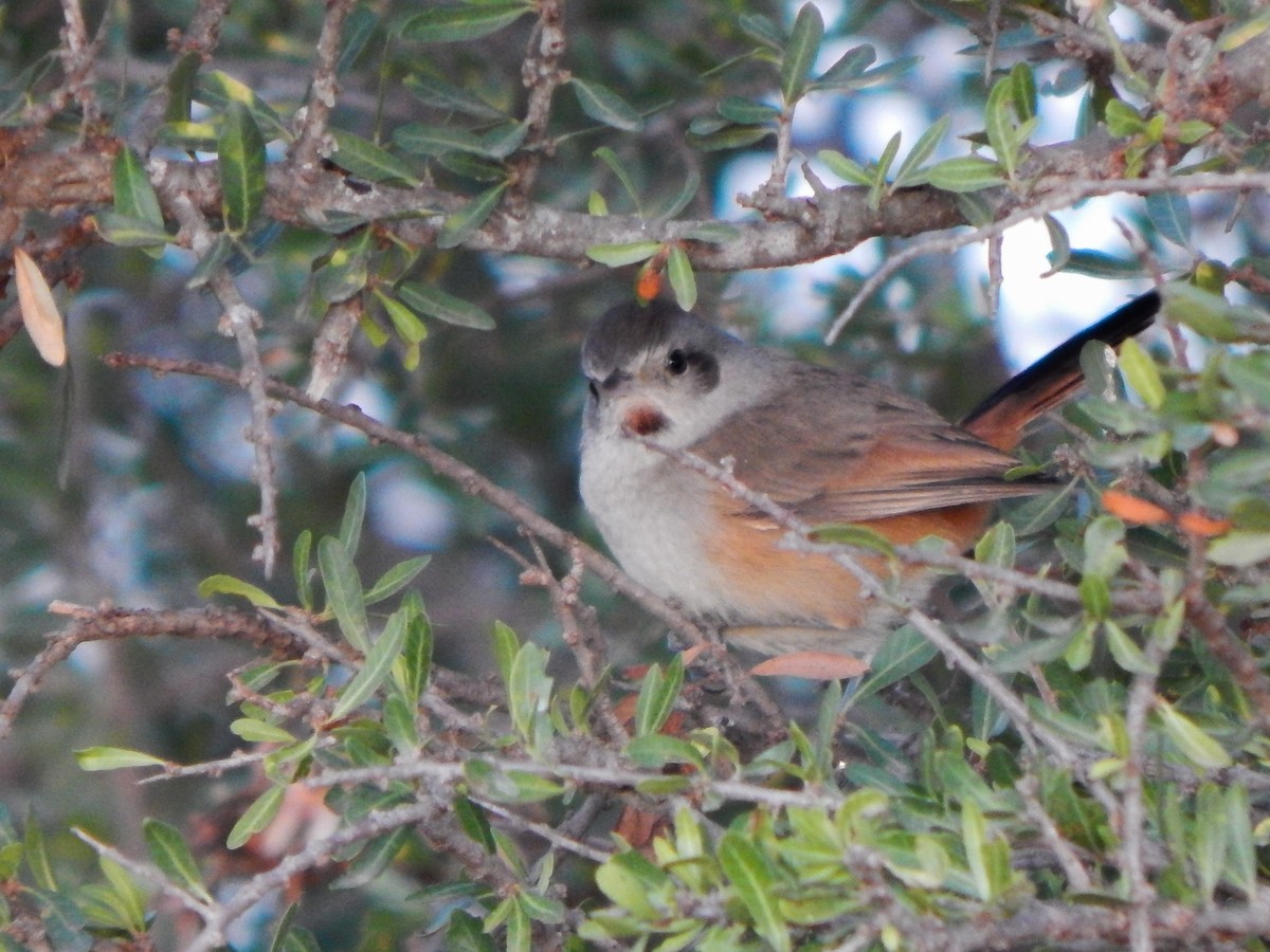 Short-billed Canastero - ML637567701
