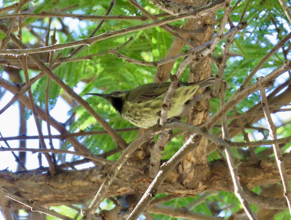 Amethyst Sunbird - ML637567705