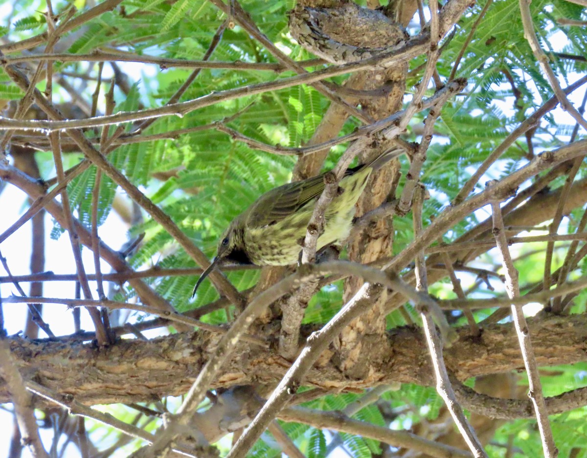 Amethyst Sunbird - ML637567711