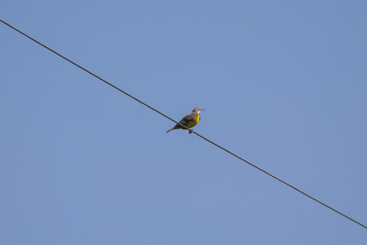 Eastern Meadowlark - ML637567715