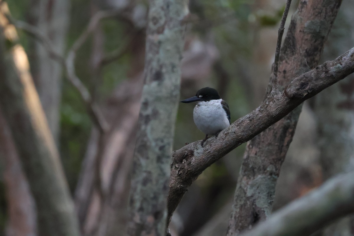 Torresian Kingfisher - ML637567734