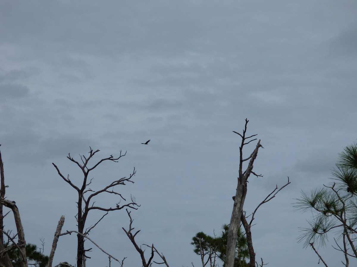 Turkey Vulture - ML637567780