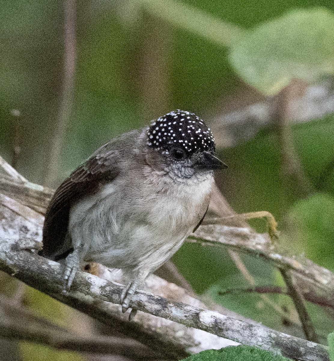 Grayish Piculet - ML637567781