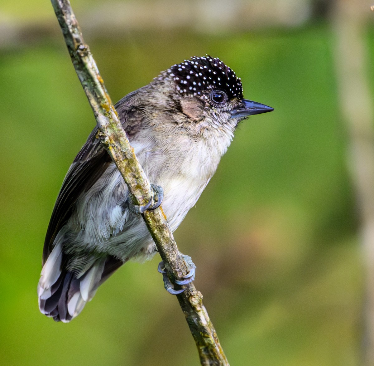 Grayish Piculet - ML637567782