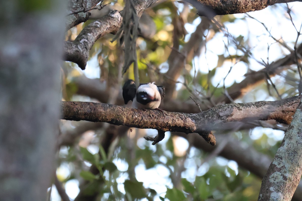 Torresian Kingfisher - ML637567796
