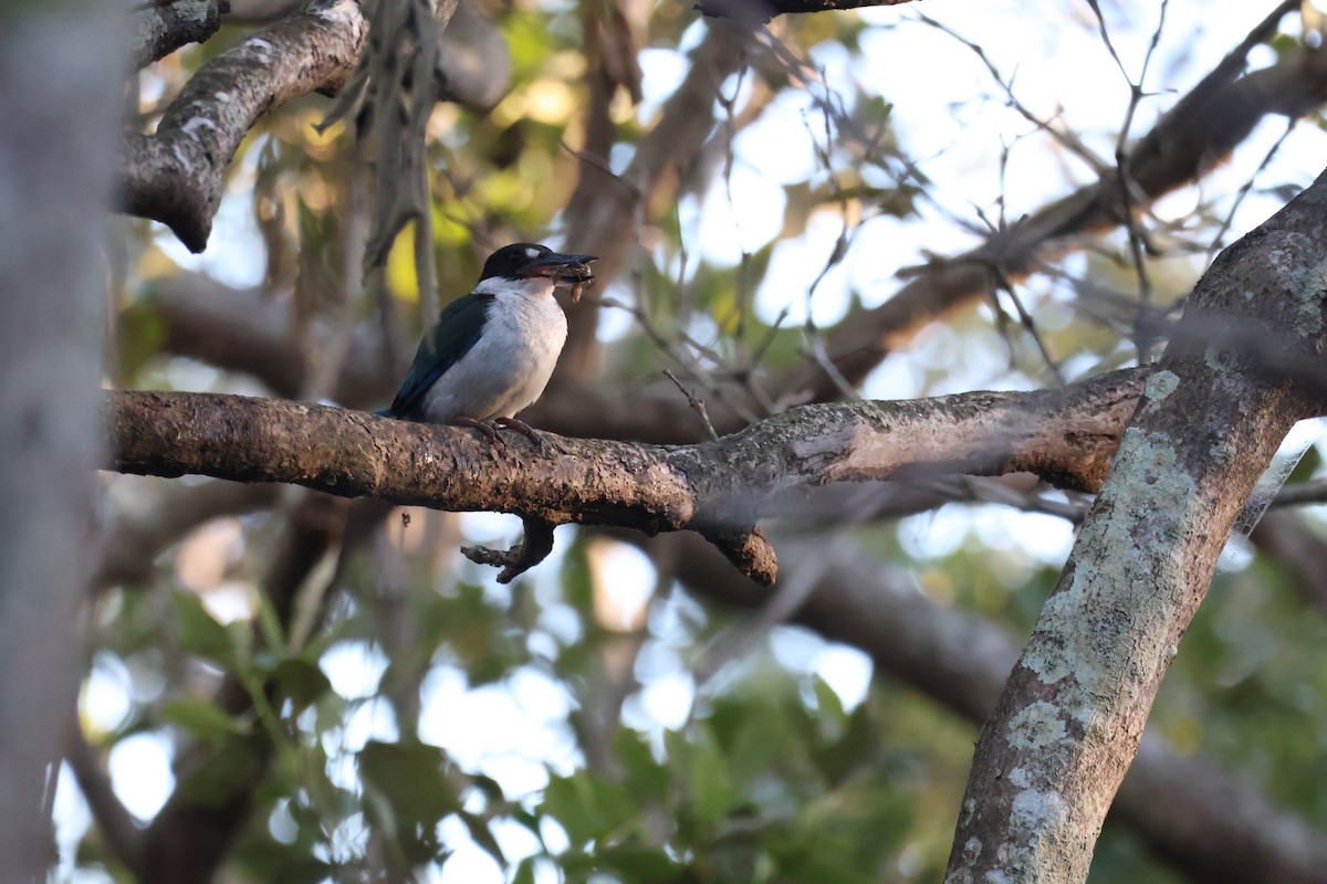 Torresian Kingfisher - ML637567797