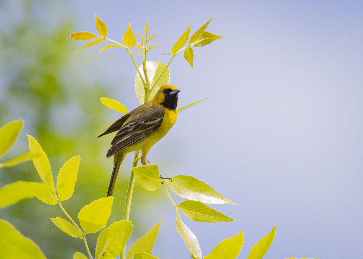 Orchard Oriole - ML637567855